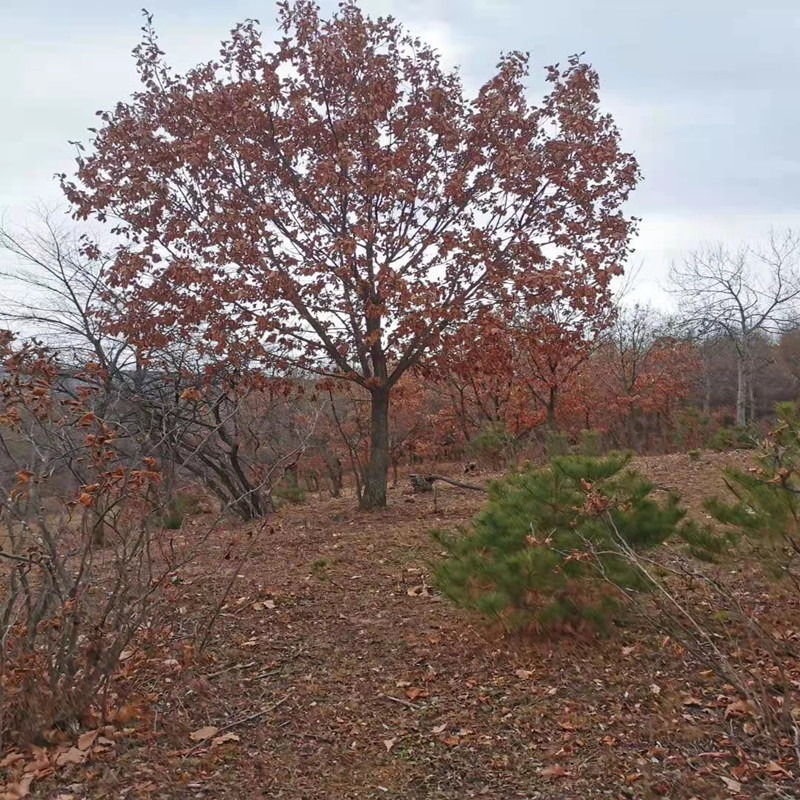 蒙古栎 联众苗圃长期批发 蒙古栎6-20公分 树型饱满 原土发货