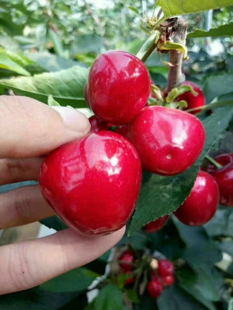 品种樱桃，车厘子市场前景好吉塞拉12号带土球发货提高成活率