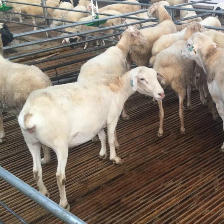 通凯 甘肃卖奶羊养殖场关中奶羊价格 转让一群奶羊