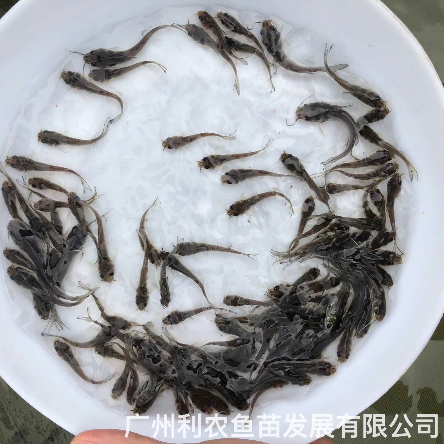 广东梅州斑点叉尾鱼苗出售广东清远叉尾鮰鱼苗养殖基地