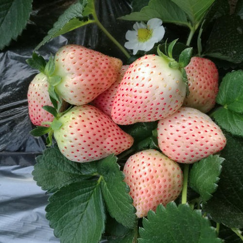 白雪公主 草莓苗（脱毒原种扩繁苗）图片