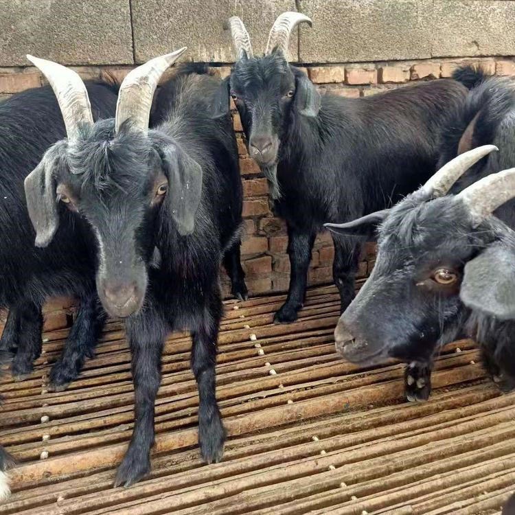 潍坊黑山羊市场价格 通凯牧业 货到付款 养殖食用黑山羊