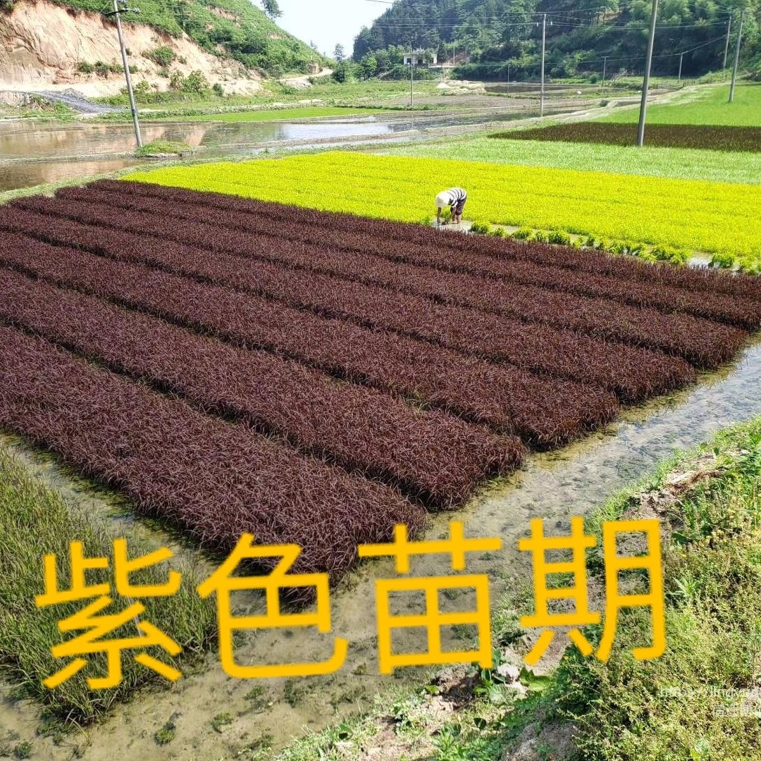 博倫紅秈一號彩色水稻種子 紫色水稻種子批發 鄂黃水稻種子價格 多彩水稻種子