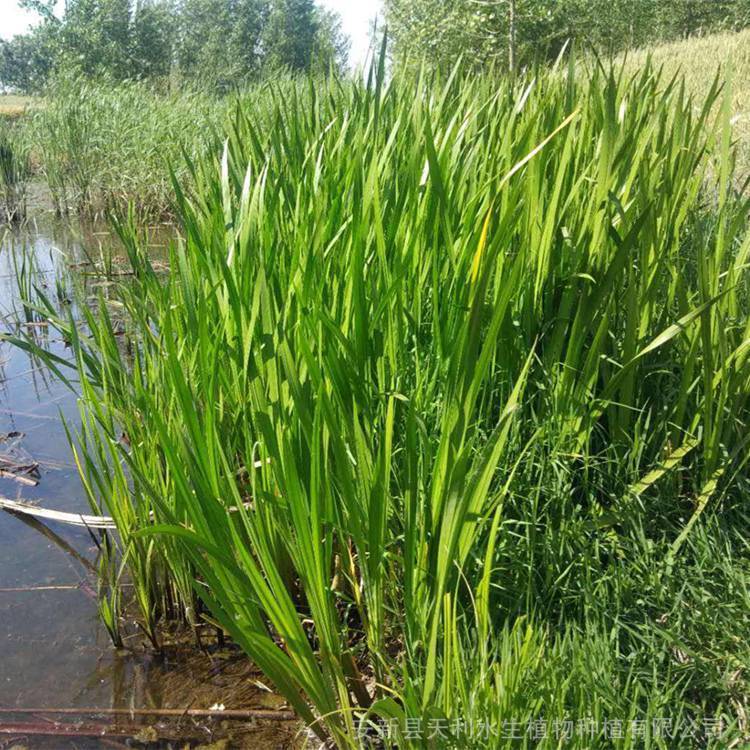天利菖蒲苗 湿生植物 根茎繁殖 适合湿地河道水生植物种植工程