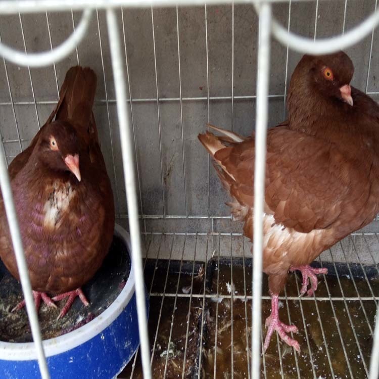 新疆元宝鸽养殖场 元宝鸽价格 大体元宝鸽 2斤的元宝鸽