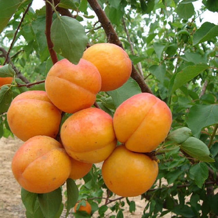 新世纪杏树苗 实地考察购苗提供种植技术包成活 珍珠油杏杏树苗