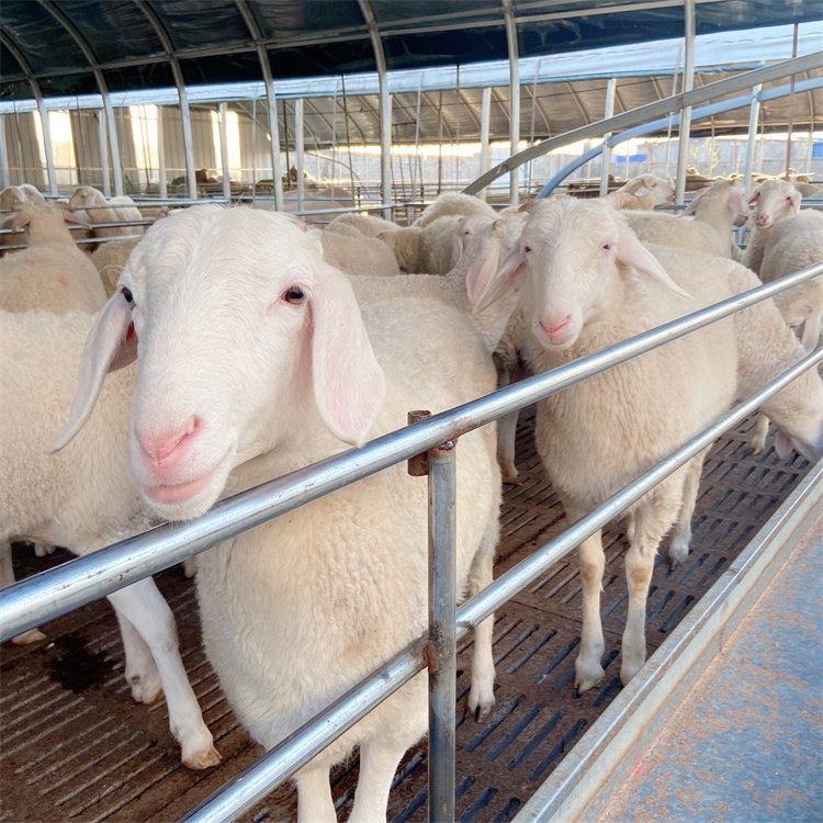 改良小尾寒羊肉羊种羊 产子率百分之90 中威畜牧