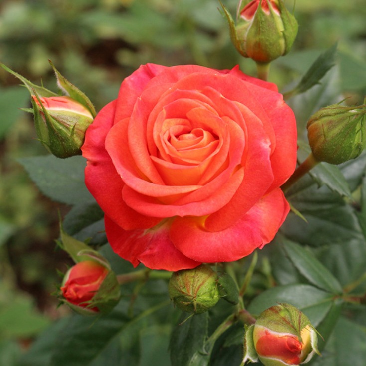 四季玫瑰 瑞泉花卉基地直供   中天玫瑰
