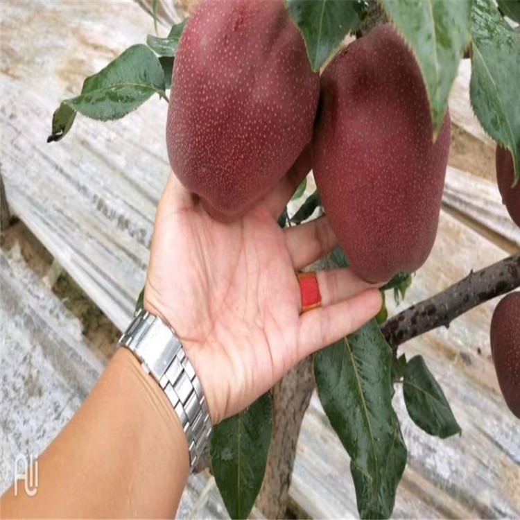 供应全红梨梨树苗品种 地径1公分以上嫁接全红梨梨树苗价格 泰安兴红农业