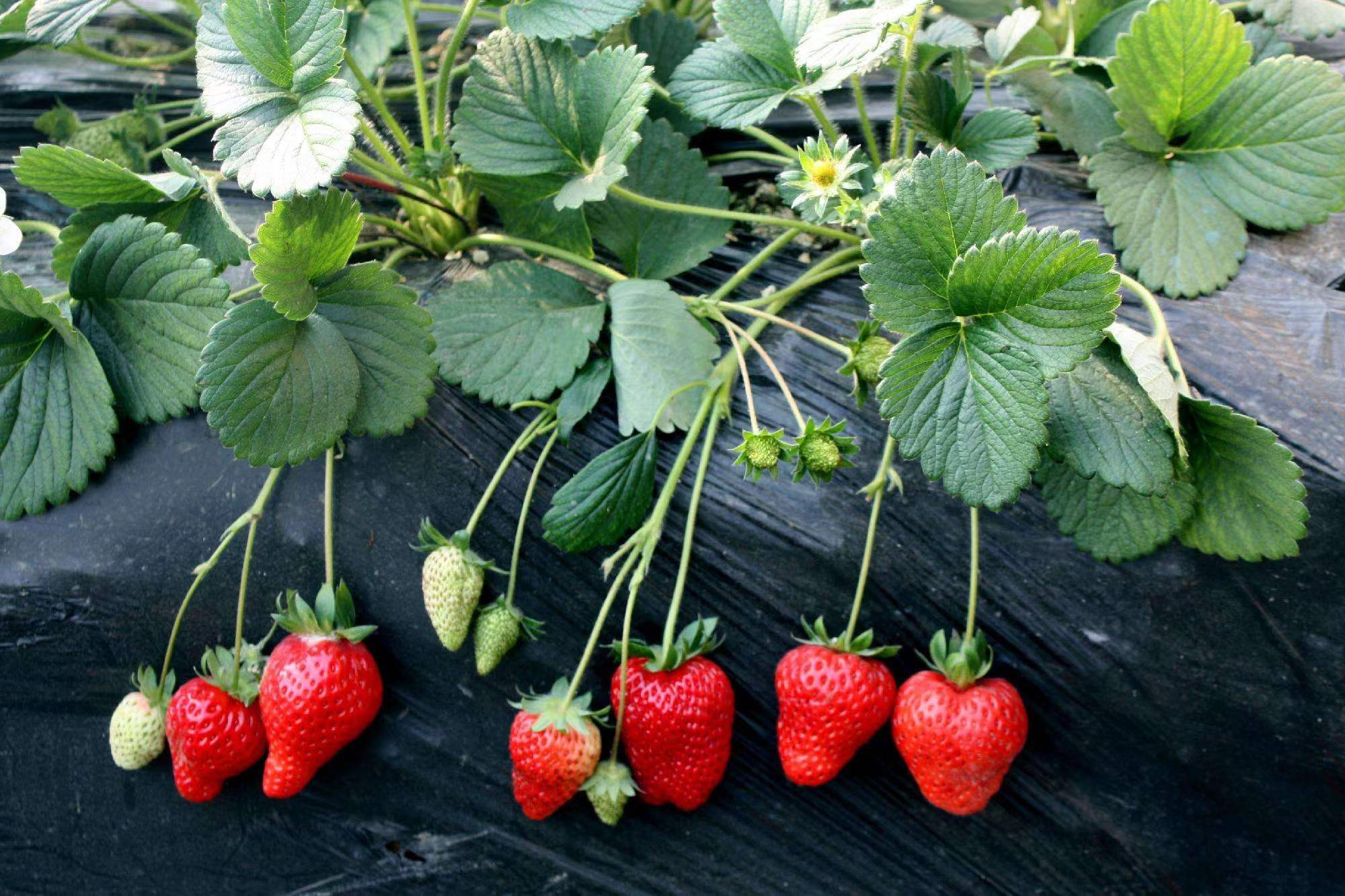 红颜草莓苗甜宝草莓苗冷藏车发货脱毒草莓苗