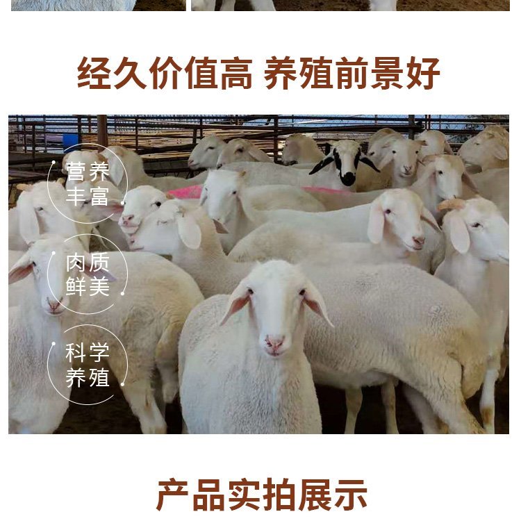 改良小尾寒羊母羊 羊羔 繁殖力强 采食性广 多胎多羔 中威盛养殖示例图5