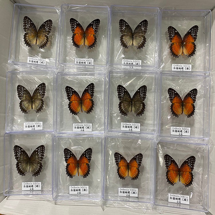 天然蝴蝶标本 100种科普展示 昆虫标本 学校教学标本 标本馆博物馆展示