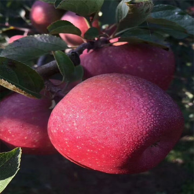 销售苹果树苗 嫁接苹果苗价格 鲁霞苹果苗价产品厂家 泰安兴红农业