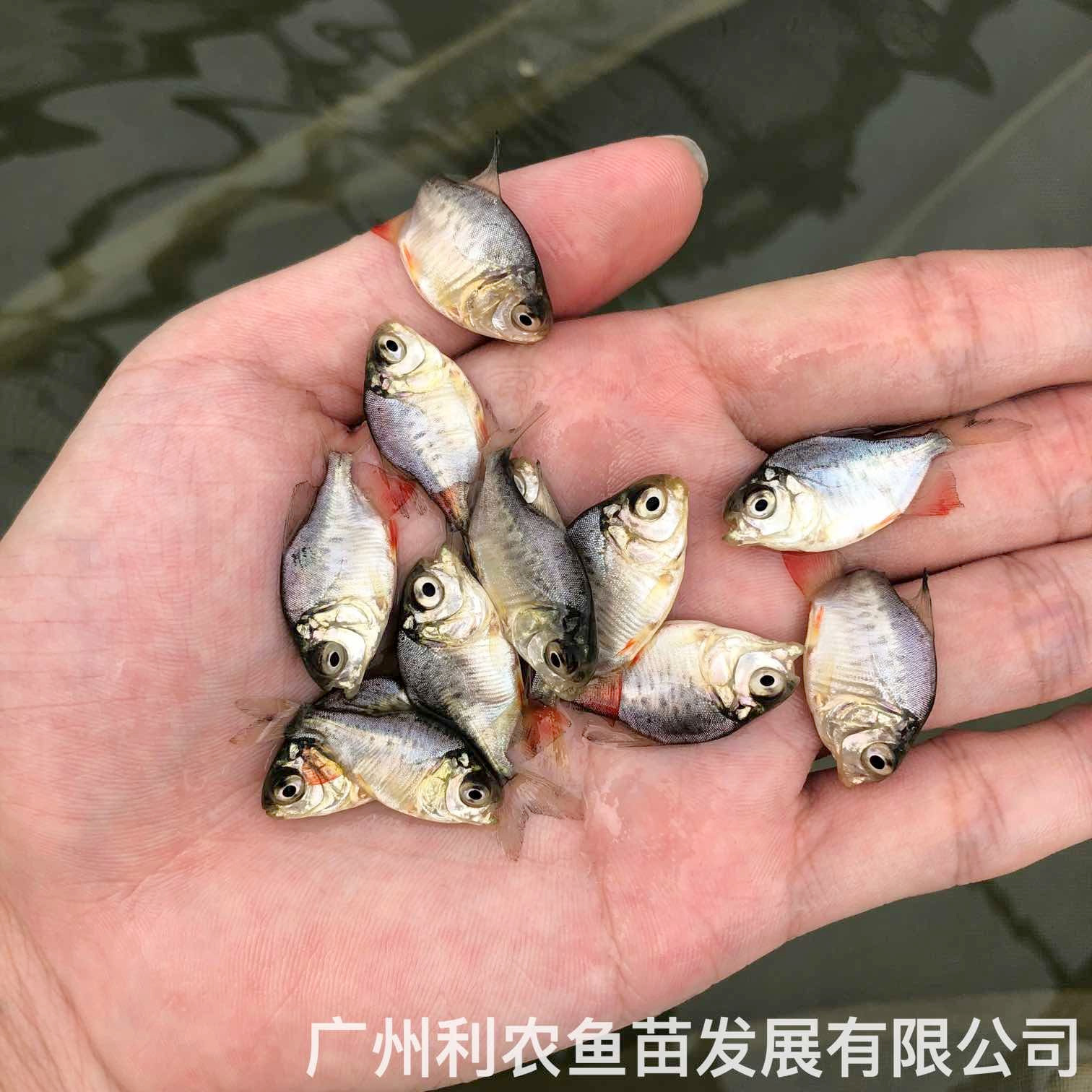 广东中山红鲳鱼苗出售价格广东清远淡水白鲳鱼苗养殖基地