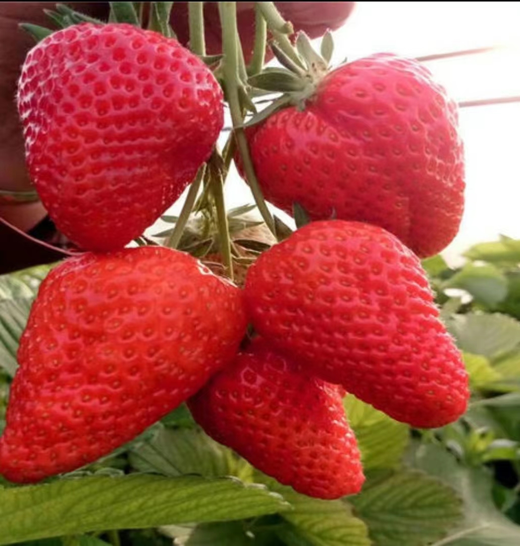 四季草莓苗淡雪草莓苗大棚种植打冷发货
