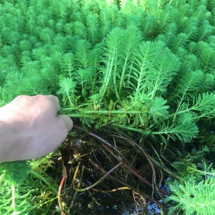 厂家直销粉绿狐尾藻种苗  承接粉绿狐尾藻种植