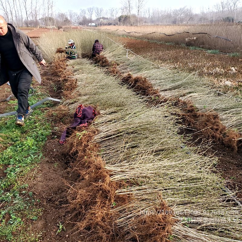 水蜡苗昌吉州可供 盐碱道路种植成活好 新疆水蜡苗耐寒绿化树厂家