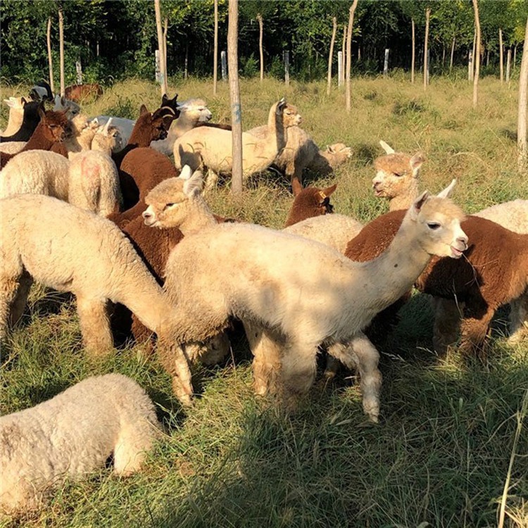 内蒙羊驼活体2021 羊驼养殖场  卖羊驼的厂家