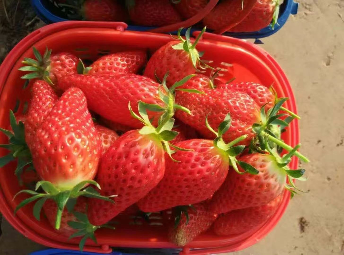 随珠草莓苗奶油草莓苗打冷发货南北方种植