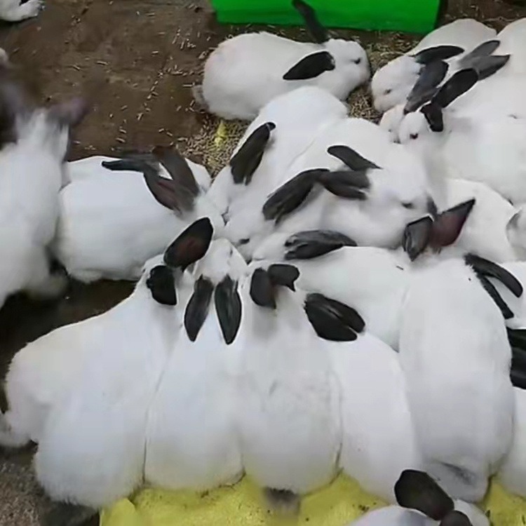 獭兔种兔养殖场 獭兔种兔一只价格 獭兔养殖场