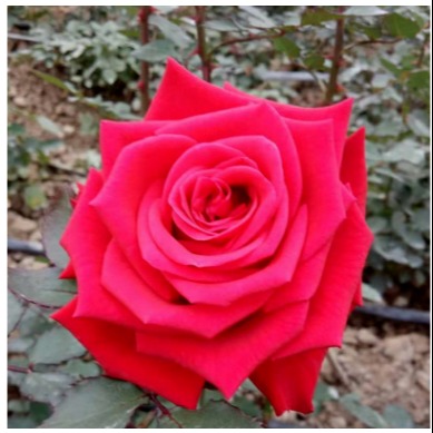 四季玫瑰  花卉基地直供 四季玫瑰苗 中天玫瑰
