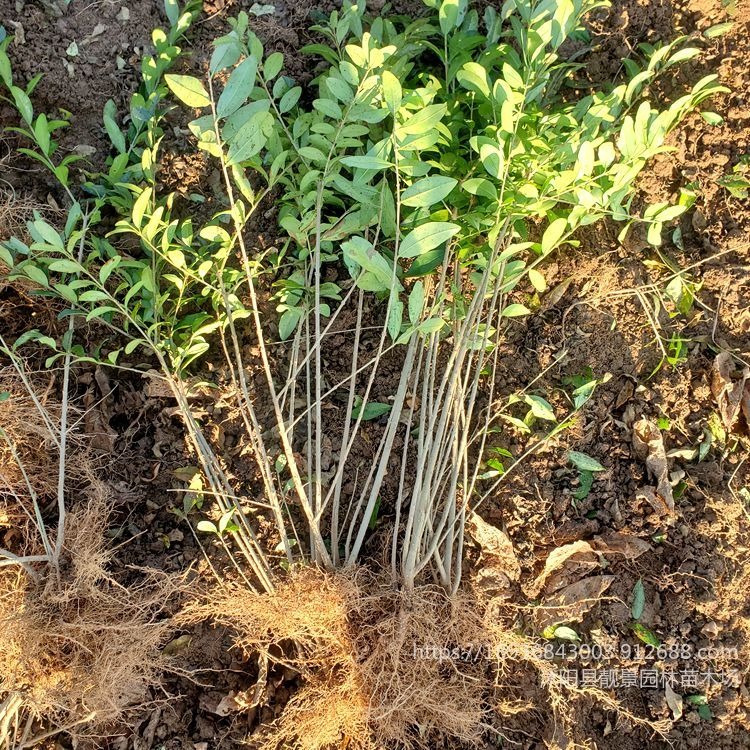 一年生水腊苗产地 水腊地栽裸根60厘米高  靓景园林苗木供应