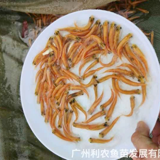 广西桂林黄金鲩鱼苗广西来宾金草鱼苗批发价格