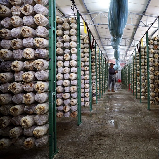 铁丝网蘑菇架 出菇架 食用菌网格架 香菇架 培菌架菇房设备 绿色包胶网格架