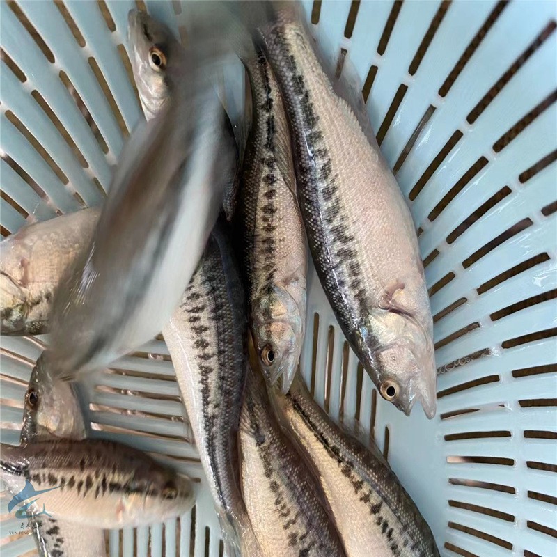 黑鲈鱼 加州鲈鱼食性 养殖淡水鲈鱼苗日常管理指导图片