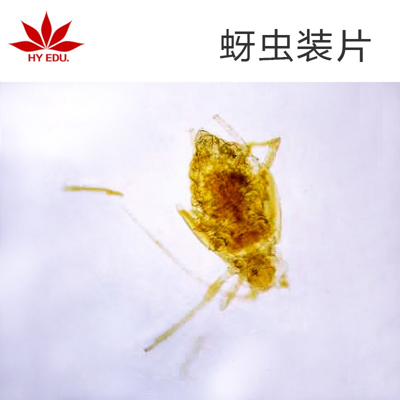 昆虫类  蚜虫装片  儿童显微镜配套标本 生物切片 生物教学