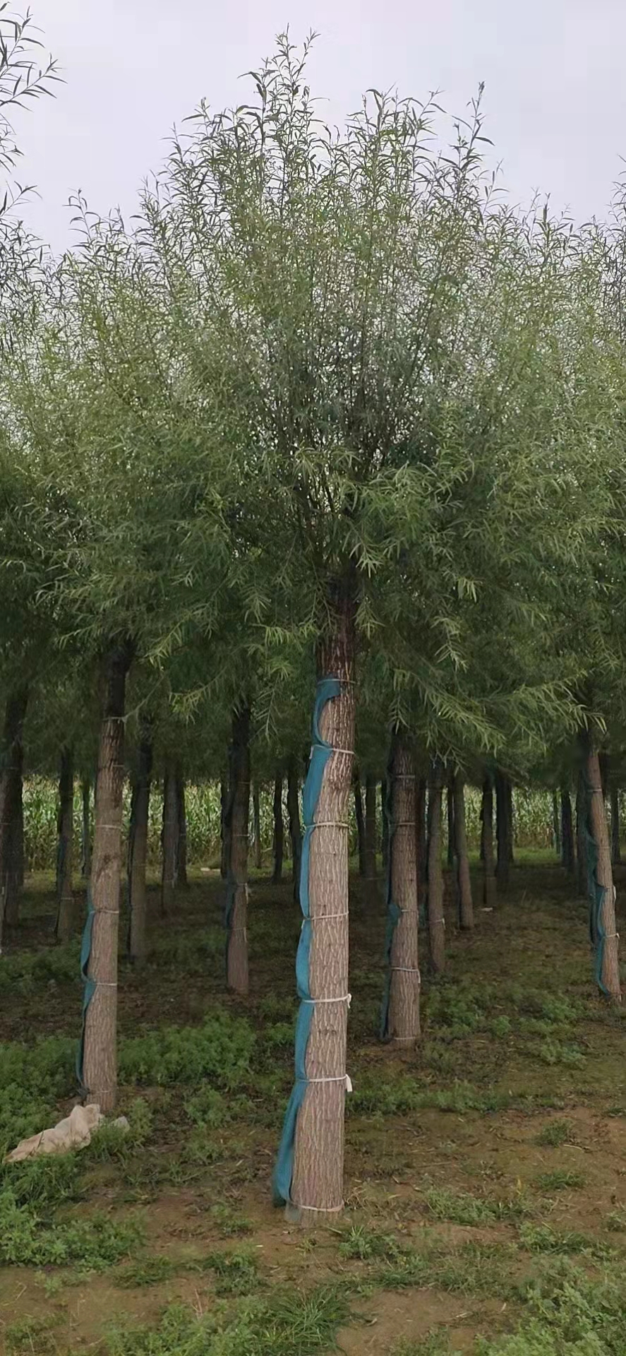 馒头柳4-25公分厂家无絮垂柳防护树树种基地直销    保定大叶园林绿化公司