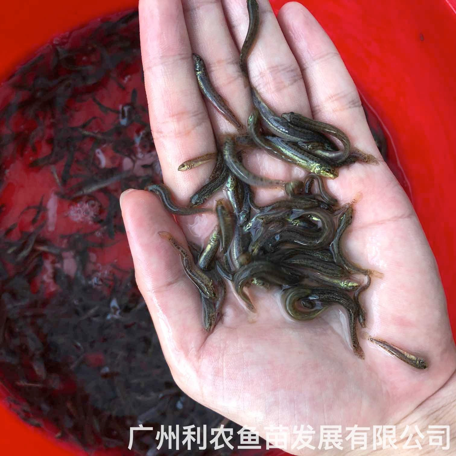 广西浦北台湾泥鳅苗出售广西苍梧泥鳅鱼苗批发