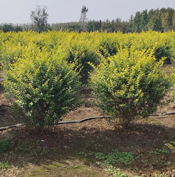 基地批发大叶黄杨树 园林绿化植物法国冬青球