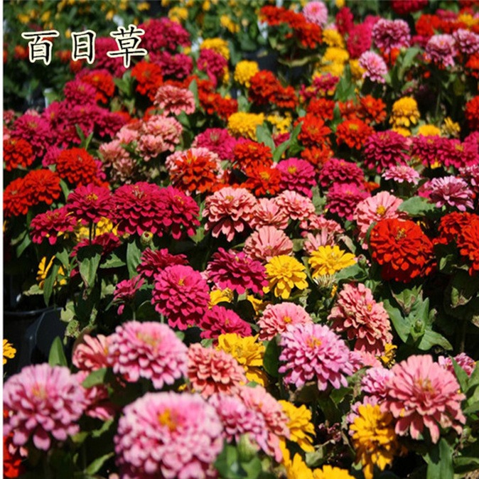 百日草子步步高种百日菊籽庭院观花可打造花海品种齐全图片