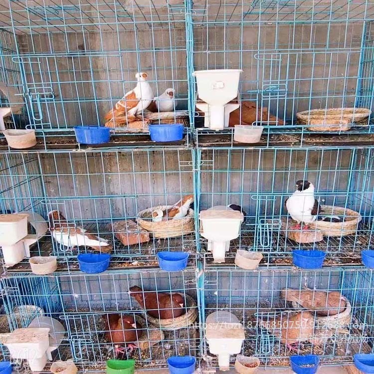 福建观赏鸽养殖场 欣赏鸽品种种类  观赏鸽欣赏鸽品种图片