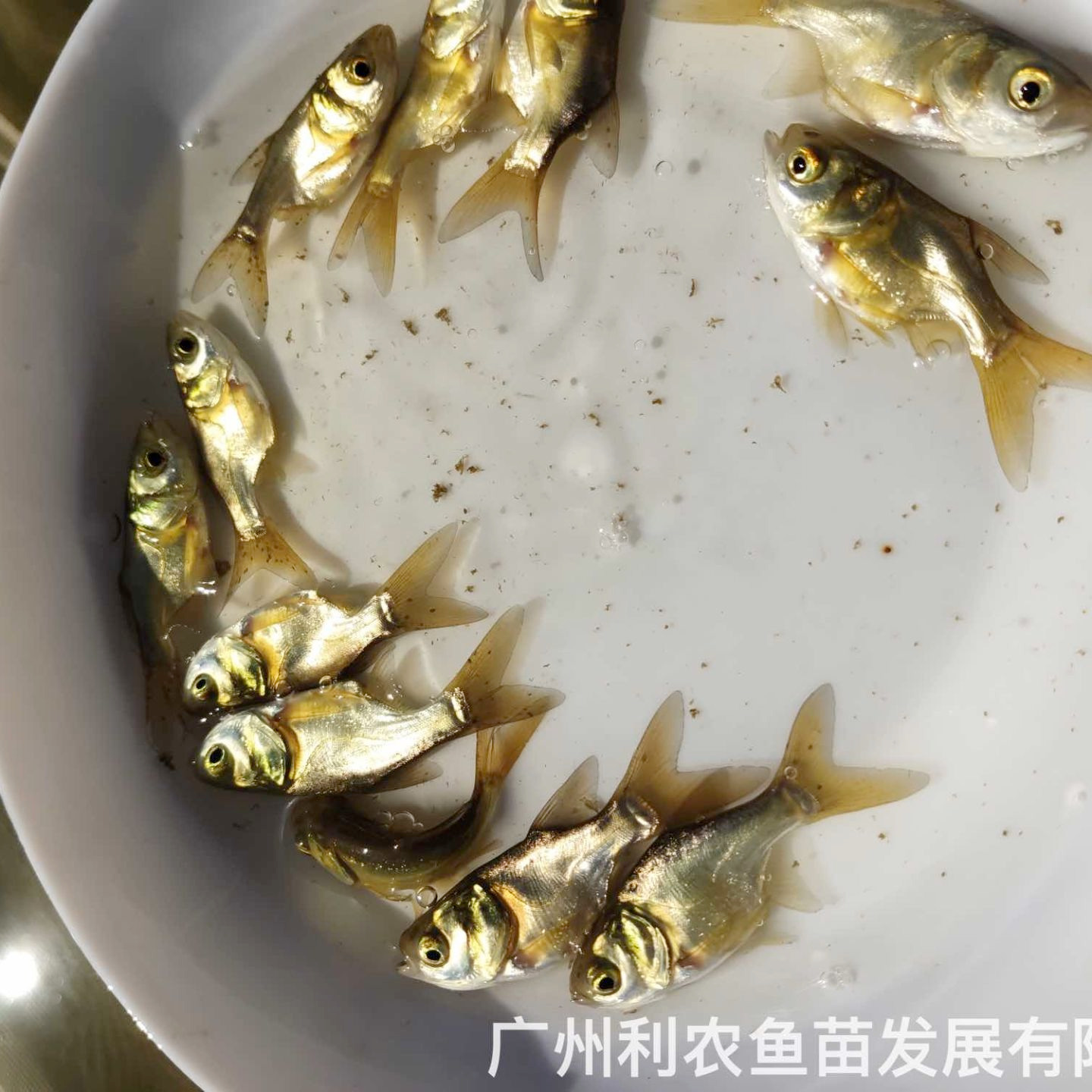 广西桂平仙骨花鲢鱼苗出售广西陆川缩骨大头鱼苗批发