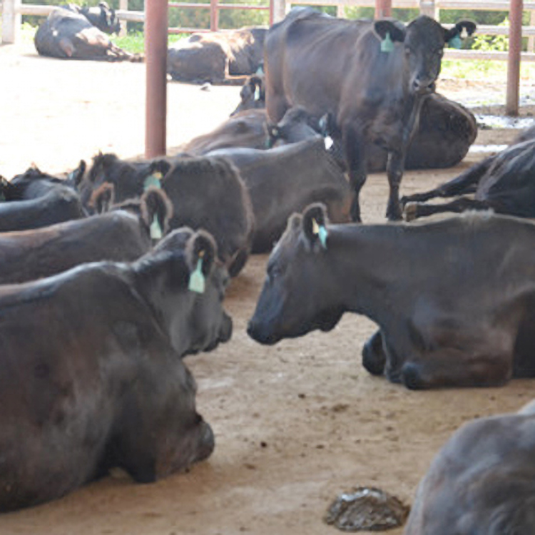 安格斯牛肉牛犊价格 安格斯牛养殖场厂家 安格斯牛犊养殖 鼎荣 繁殖快