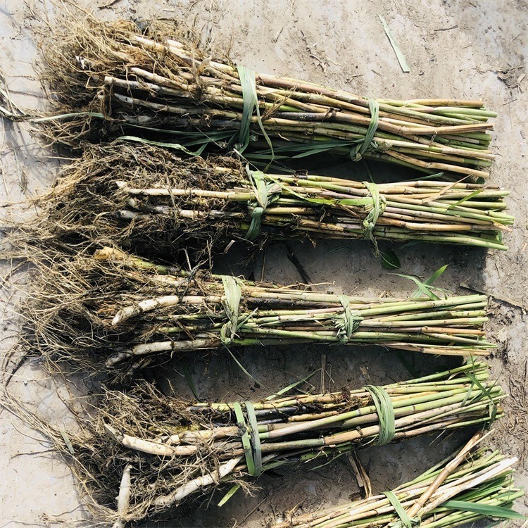 芦苇苗厂家直销 承接湿地绿化芦苇种植