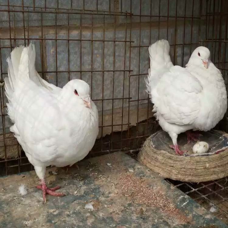 安徽3 斤特大元宝鸽2021 卖元宝鸽的厂家  一对元宝鸽种鸽价格