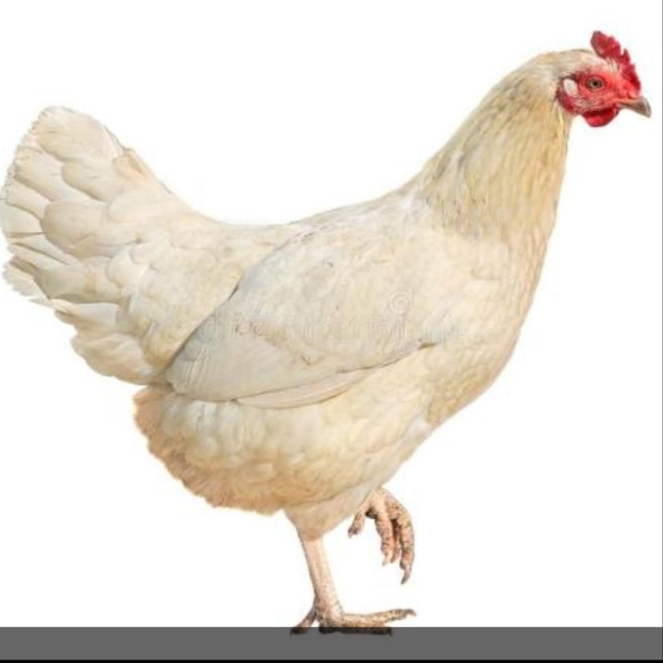 鹤壁市常盛禽业新海兰灰青年鸡平养3万只出售 60天新海兰灰青年鸡生产性能更强
