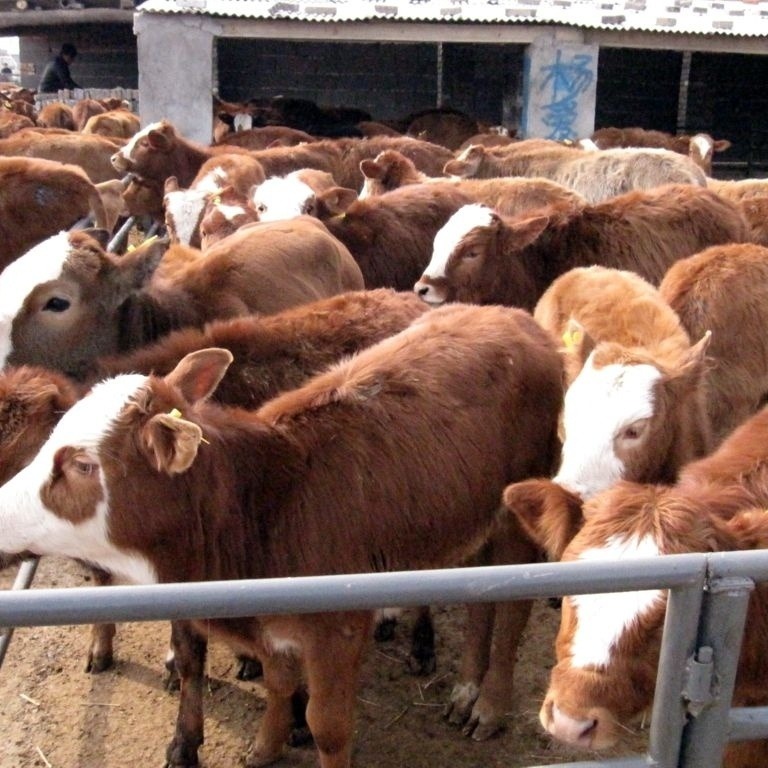 牛犊价格 荟泰 供应西门塔尔牛