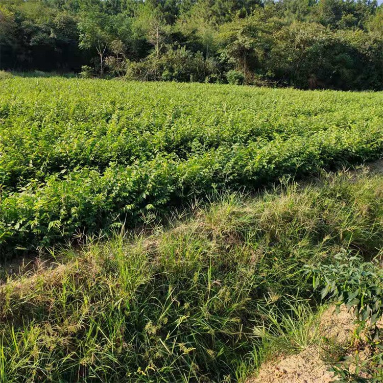 江西红榉小苗直销 种植基地常年供应红榉 红榉苗规格齐量大价优 先淼图片