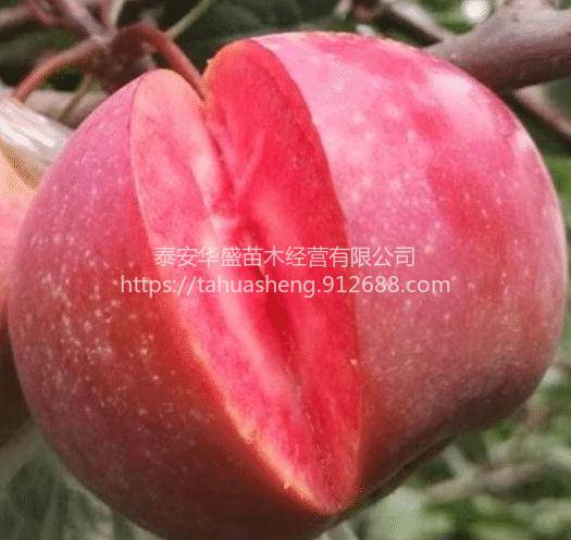 冰糖心苹果包成活包结果维纳斯黄金苹果苗南北方分类种植