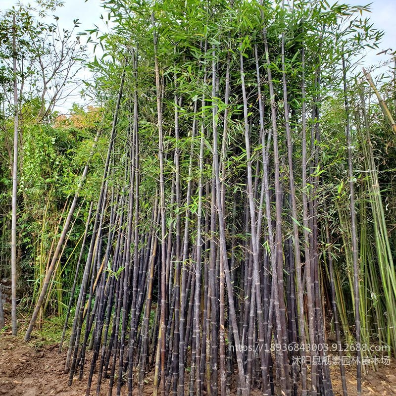 紫竹2公分粗价格 适宜南北方庭院种植围栏 靓景园林苗木厂