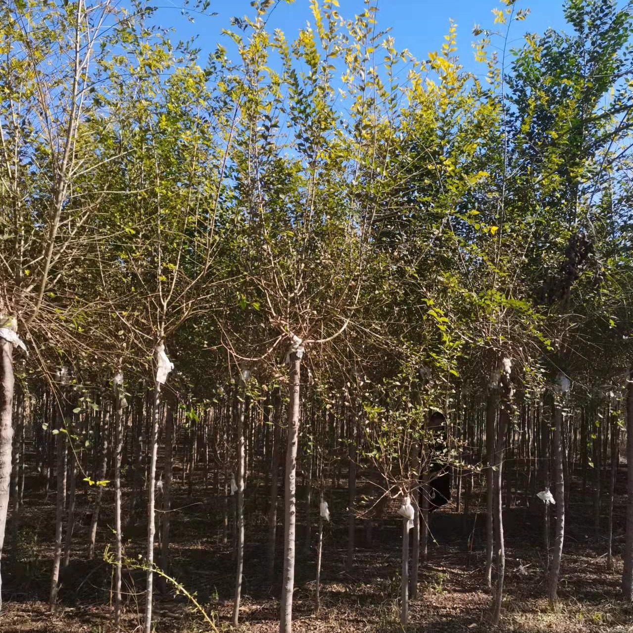 金叶榆批发 3-20公分 绿化专供 保定大叶园林绿化公司