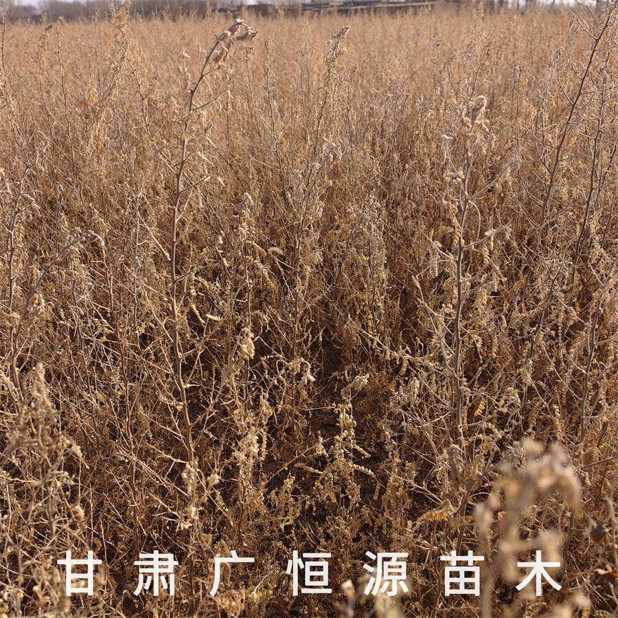 供应砂生槐树苗 高度30-70公分 自产自销 西藏品种