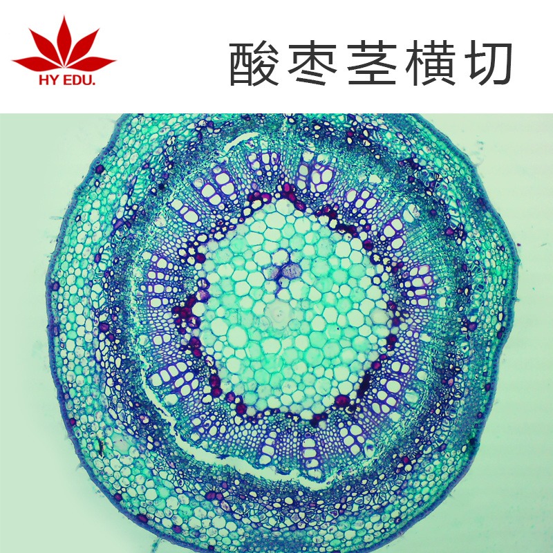 植物类  酸枣茎横切   显微镜玻片 生物切片  高教教学图片