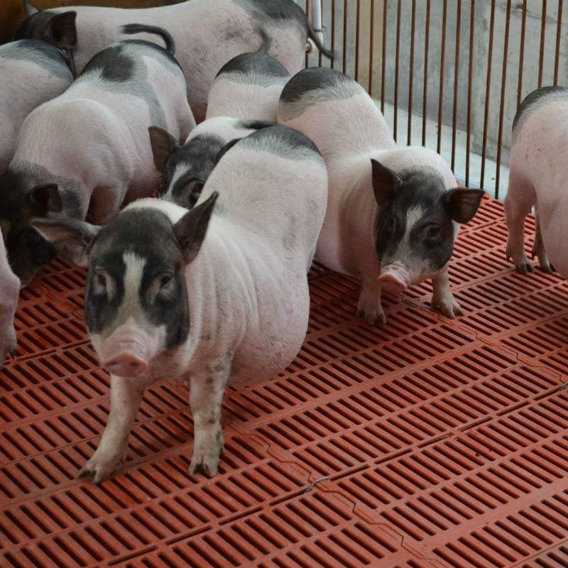 厂家直销 优质巴马香猪养殖场 全国发货 巴马香猪养殖场图片