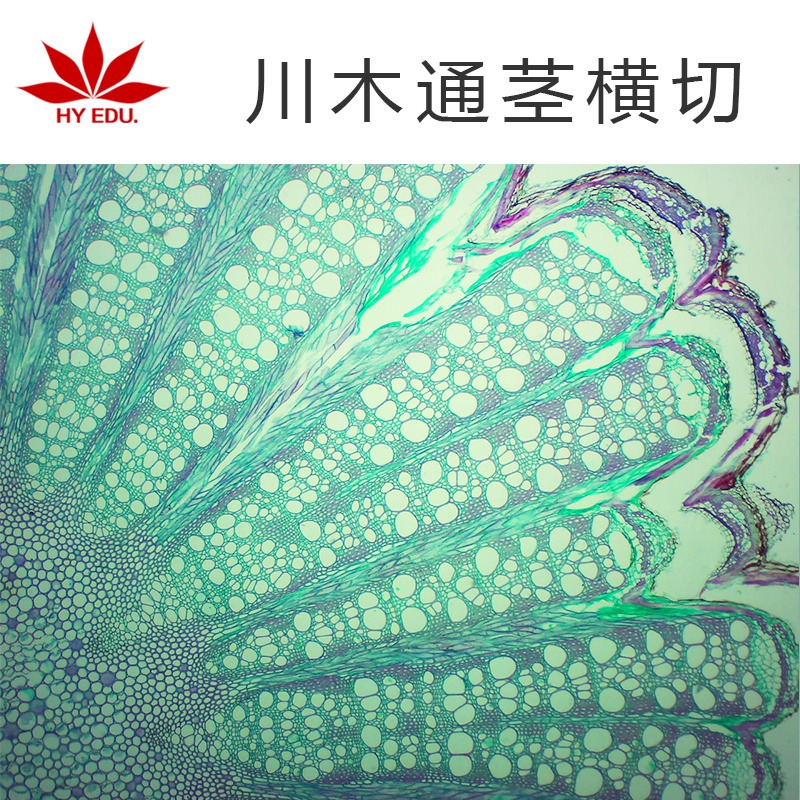 植物类   川木通茎横切   显微镜玻片 生物切片  高教教学