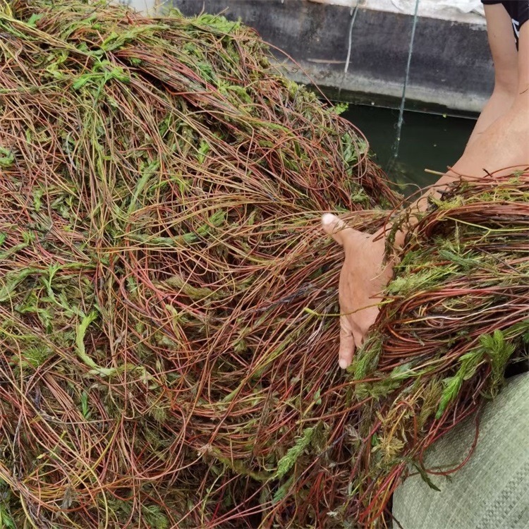 湿地绿化穗状狐尾藻批发 销售多种沉水植物种苗 量大优惠